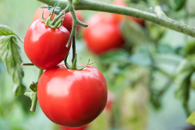 Premium Photo | Big red tomato growing in organic farm