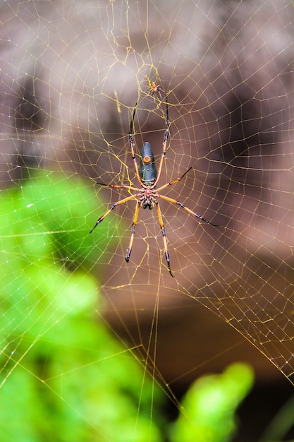 Premium Photo | Big spider on his web closeup