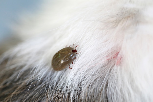 Premium Photo | Big tick on a dog in clearing.