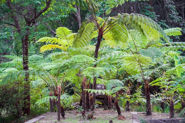 Premium Photo | Big tree fern on rain forest at siriphum waterfall at ...