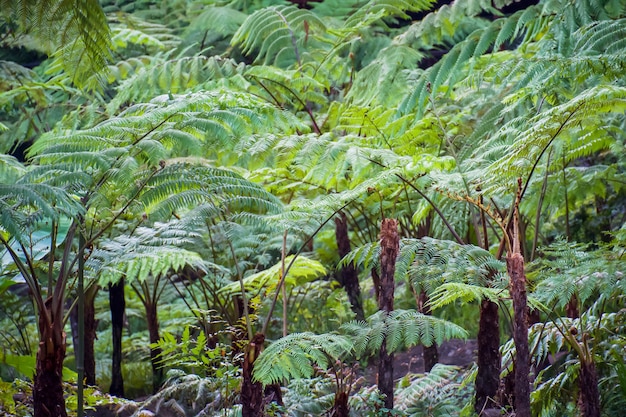 Premium Photo Big Tree Fern On Rain Forest At Siriphum Waterfall At