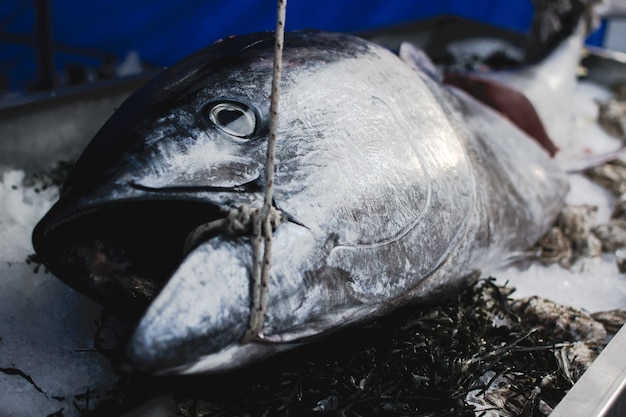 無料の写真 食品市場のビッグマグロ魚