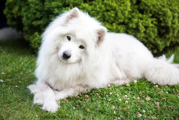 サモエド犬種のふわふわした髪の大きな白い犬 プレミアム写真