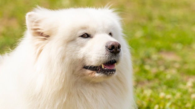 Premium Photo Big White Fluffy Dog Breed Samoyed Close Up Portrait Of A Dog
