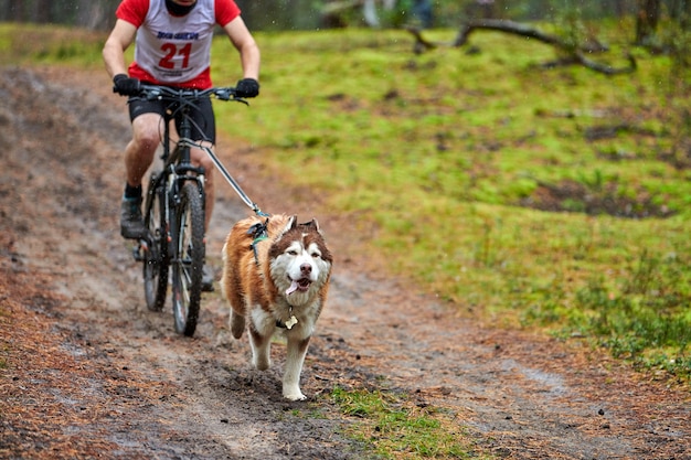 Premium Photo | Bikejoring dog racing outdoors