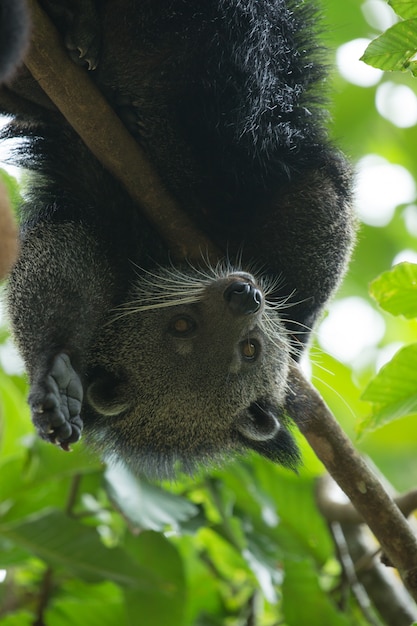 Premium Photo | Binturong animal in the trees