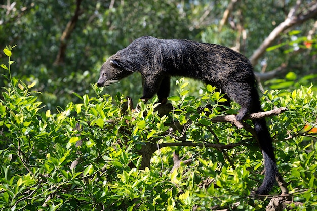 Premium Photo | Binturong, bearcat, (arctictis binturong) on the tree.