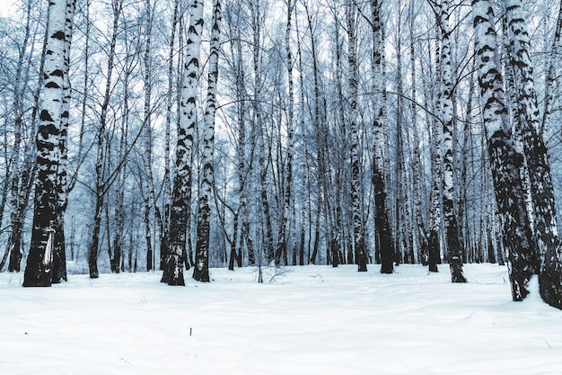 Premium Photo | Birch trees in the winter city park