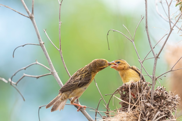 鳥 アジアのゴールデンウィーバー 摂食赤ちゃん鳥 プレミアム写真