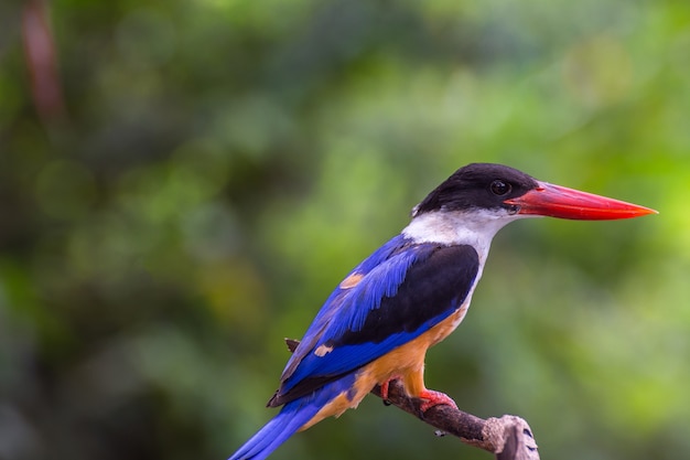 Premium Photo | Bird (black-capped kingfisher, halcyon pileata) purple ...