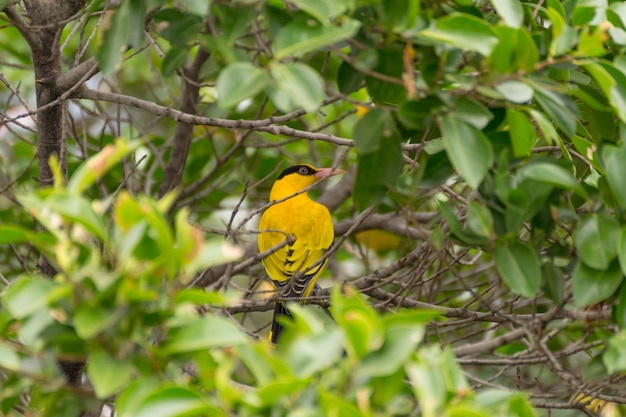 Premium Photo | Bird (black-naped oriole, oriolus chinensi) yellow ...