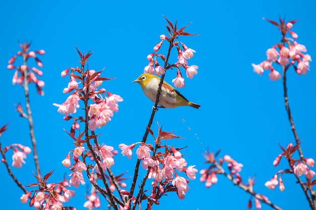 Premium Photo | Bird on cherry blossom