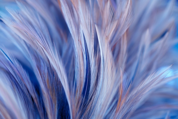 Premium Photo | Bird and chicken feathers in soft and blur style for ...