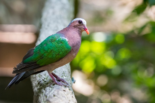 Premium Photo | Bird (common emerald dove). animals.