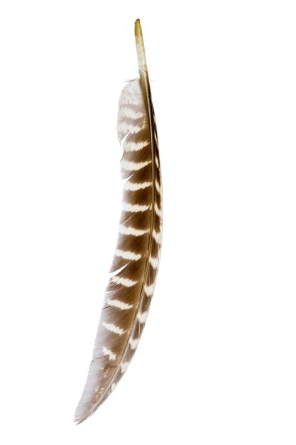 Premium Photo | Bird feather isolated