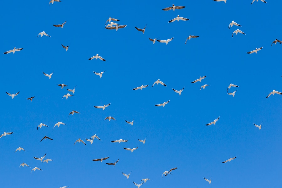 Free Photo | Bird flock flying