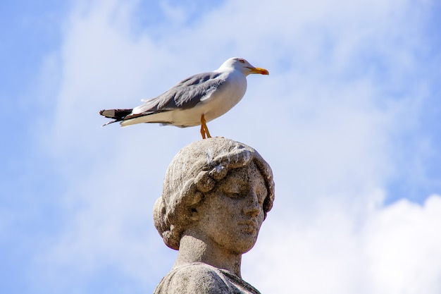 premium-photo-the-bird-sits-on-the-head-of-the-statue