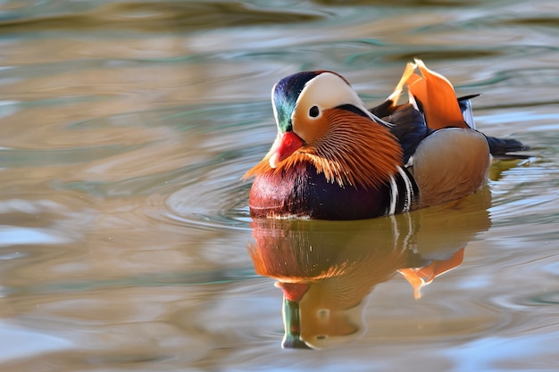 10-types-of-birds-that-swim-underwater-with-pictures-bird-feeder-hub