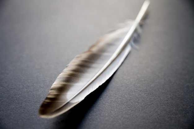 Premium Photo | Bird wing feather resting on a gray background