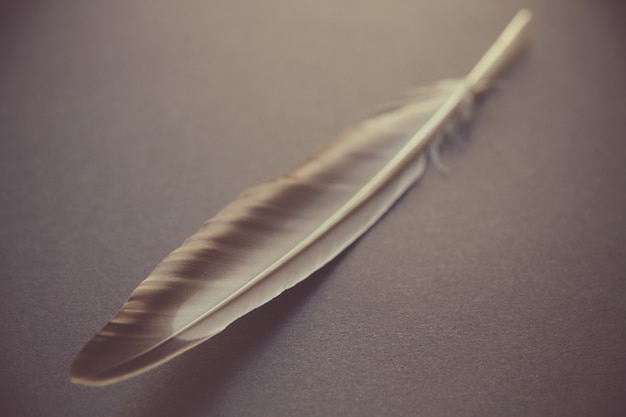 Premium Photo | Bird wing feather resting on a gray background