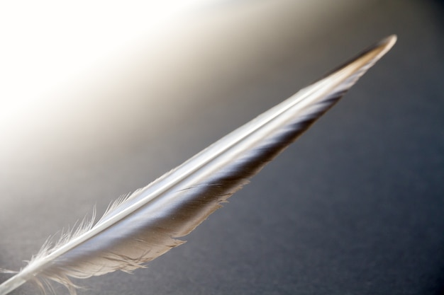 Premium Photo | Bird wing feather resting on a gray background