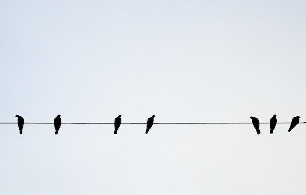 Premium Photo | Birds hang on electrical wire