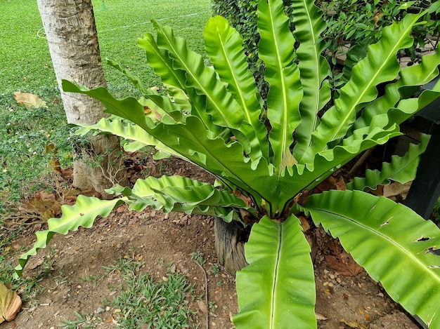 Premium Photo | Birds nest fern in the garden