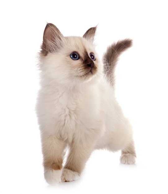 Premium Photo | Birman kitten isolated