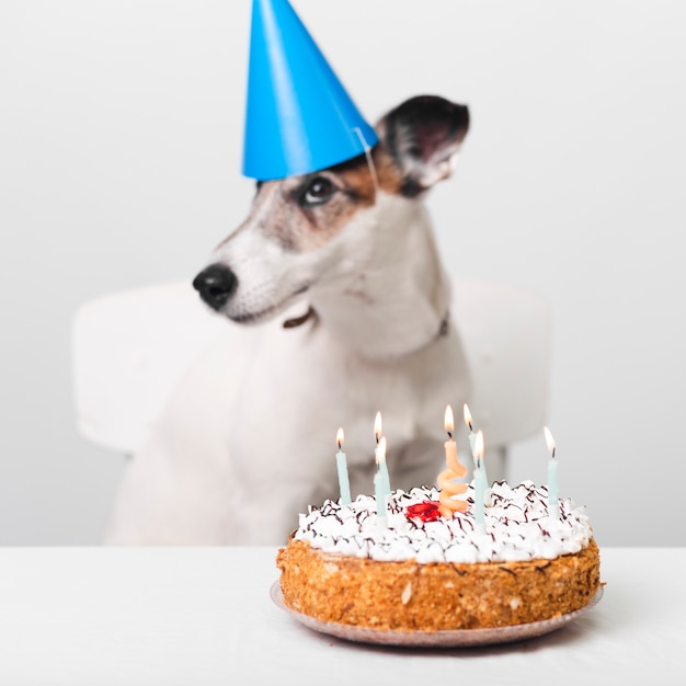 誕生日犬のケーキとキャンドル プレミアム写真