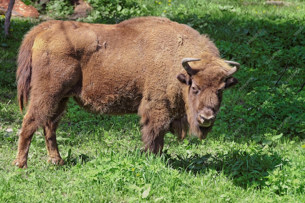 Premium Photo | Bison in bialowieza national park as a part of ...