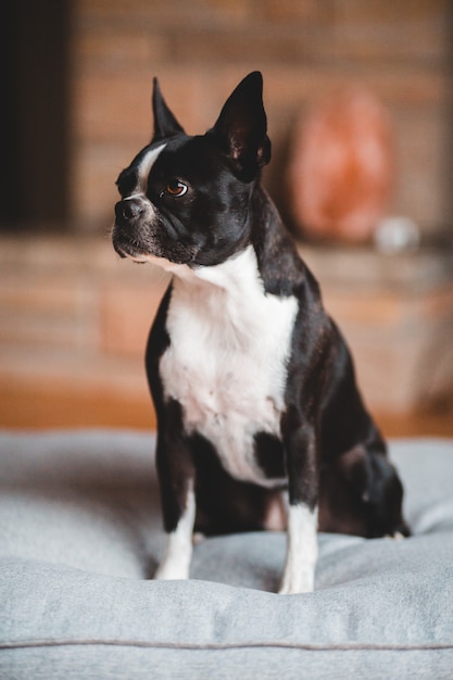 黒と白のボストンテリアの子犬 無料の写真