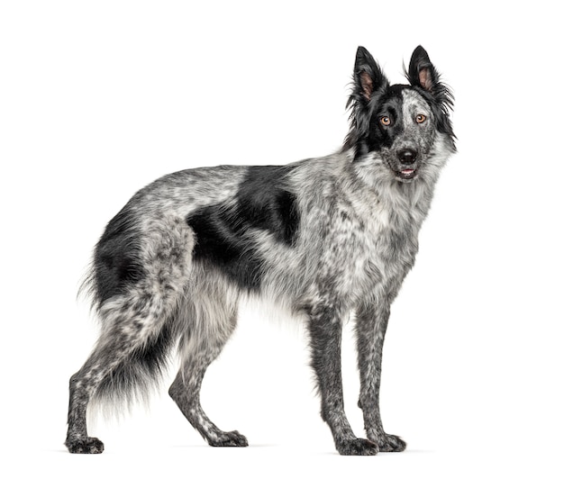 黒と白の雑種犬 ボーダーコリーとマリノア犬 プレミアム写真