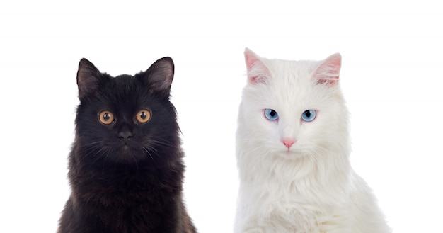 茶色と青の目を持つ黒と白のペルシャ猫 プレミアム写真