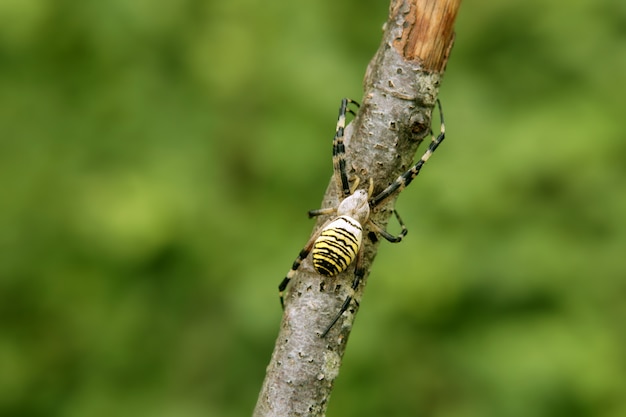 木の黒と黄色の縞模様のクモ プレミアム写真