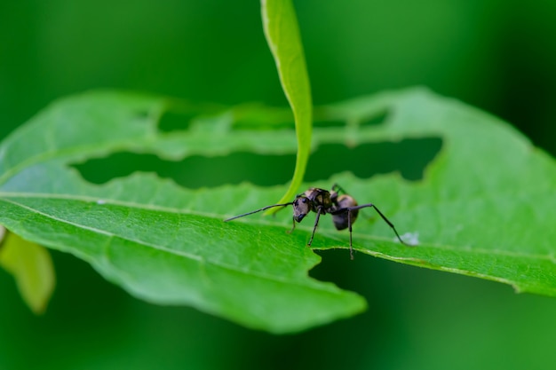 Premium Photo | Black ant on green leaf