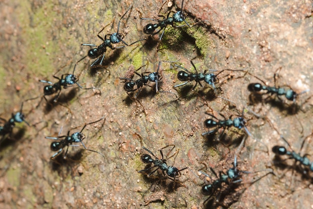 食べ物を探して地面に黒い蟻 巣に プレミアム写真