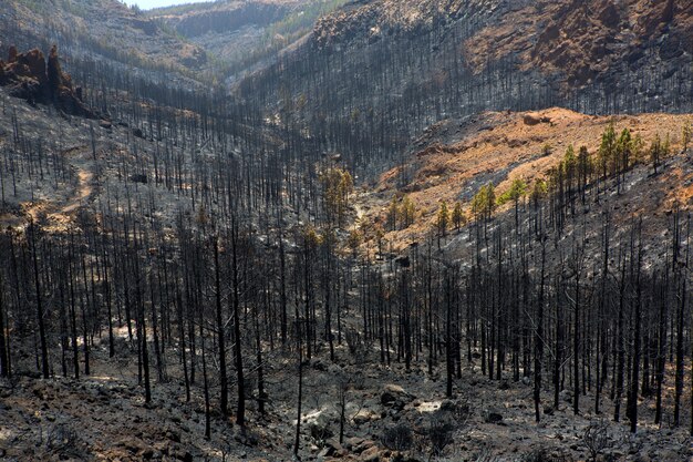 テイデでの山火事の後のカナリア松の黒い灰 プレミアム写真