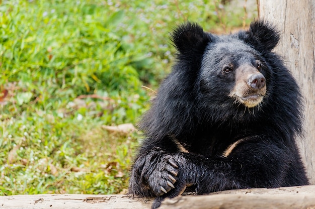 Premium Photo | Black bear in the forest.