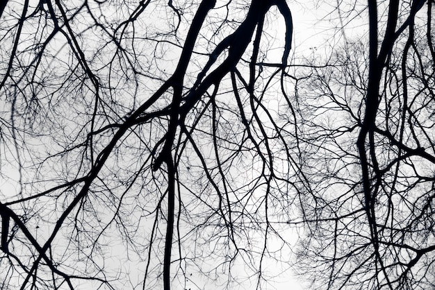 Free Photo | Black branches