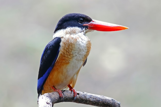 Premium Photo | Black-capped kingfisher halcyon pileata beautiful birds ...
