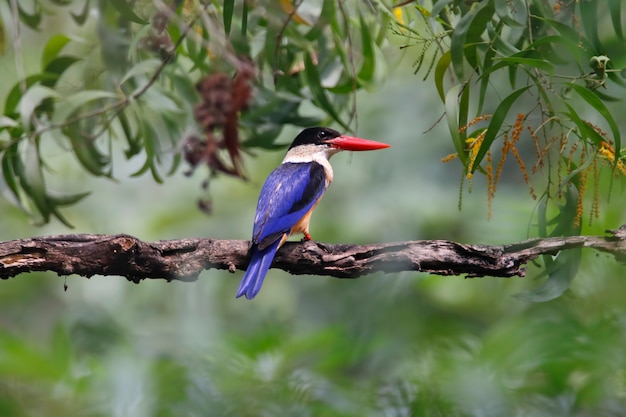 Premium Photo | Black-capped kingfisher halcyon pileata beautiful birds ...