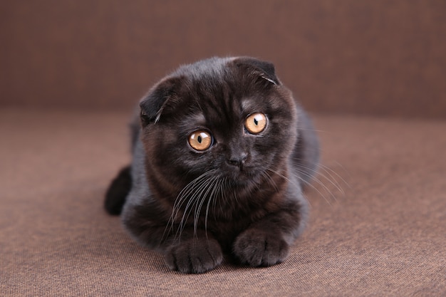 Premium Photo Black Cat British Shorthair With Yellow Eyes