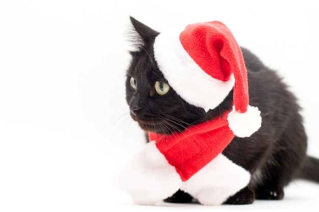 サンタクロースの衣装を着た黒猫 黒猫のクリスマスドレスとサンタクロースの赤い帽子 白で隔離のクリスマス プレミアム写真