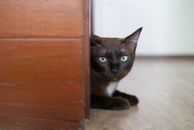 黒い猫は 好奇心face盛な顔で木製の壁の後ろにシークと隠れています プレミアム写真