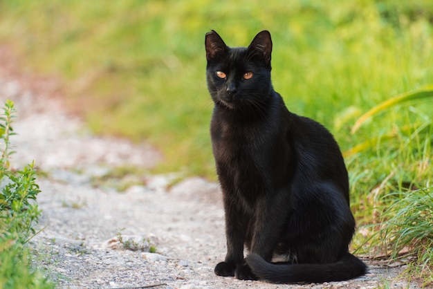Premium Photo | Black cat is sitting on a path between grass
