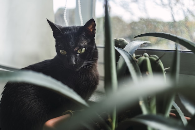 昼間の窓際の観葉植物の隣に座っている黒い猫 無料の写真