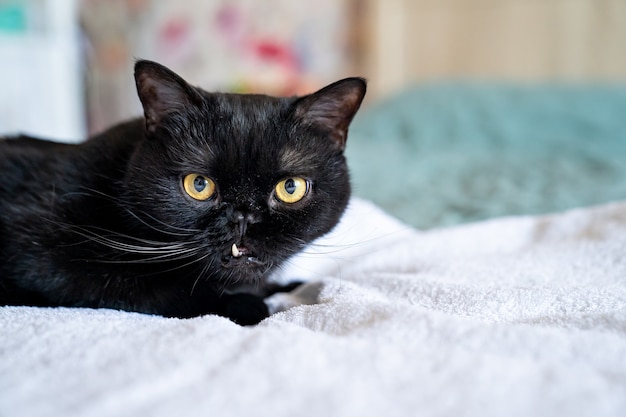 牙がくっついている黒猫。動物の間違った咬傷と歯の問題。ペット 