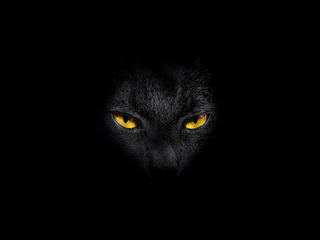 Premium Photo | Black cat with yellow eyes on black. cat emerging from ...