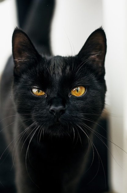 ぼやけてカメラを見て黄色い目を持つ黒い猫 無料の写真