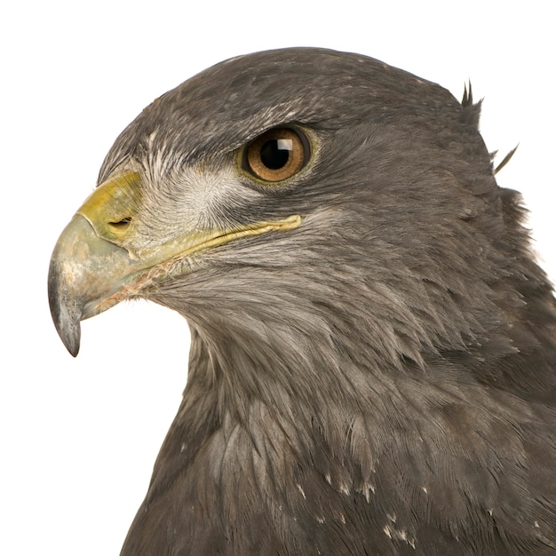 Premium Photo | Black-chested buzzard-eagle - geranoaetus melanoleucus ...